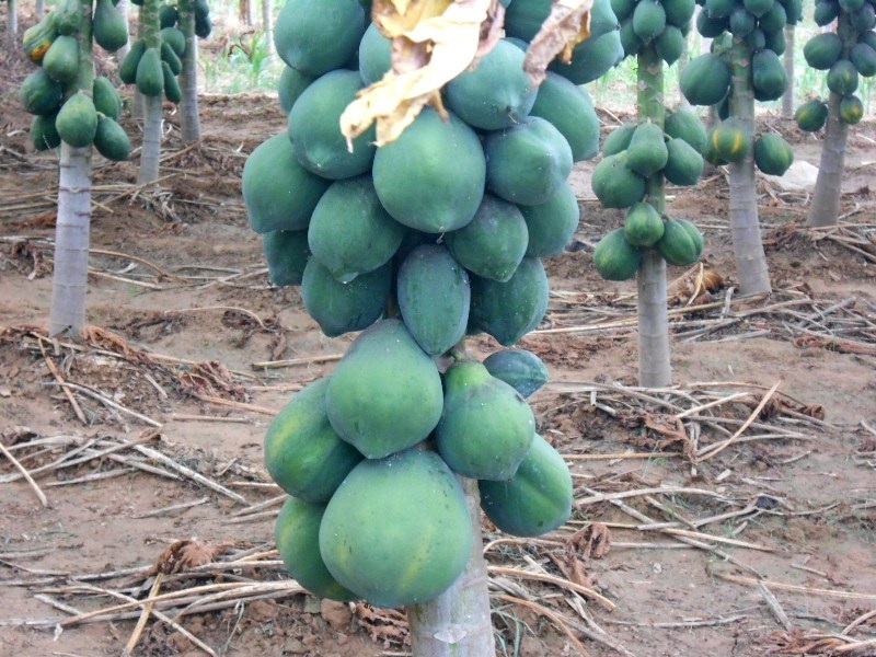 Dù mới đầu mùa nhưng giá đu đủ lại thấp hơn so với mọi năm