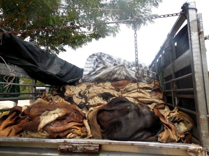 Da trâu, bò bốc mùi hôi thối ở trên xe tải