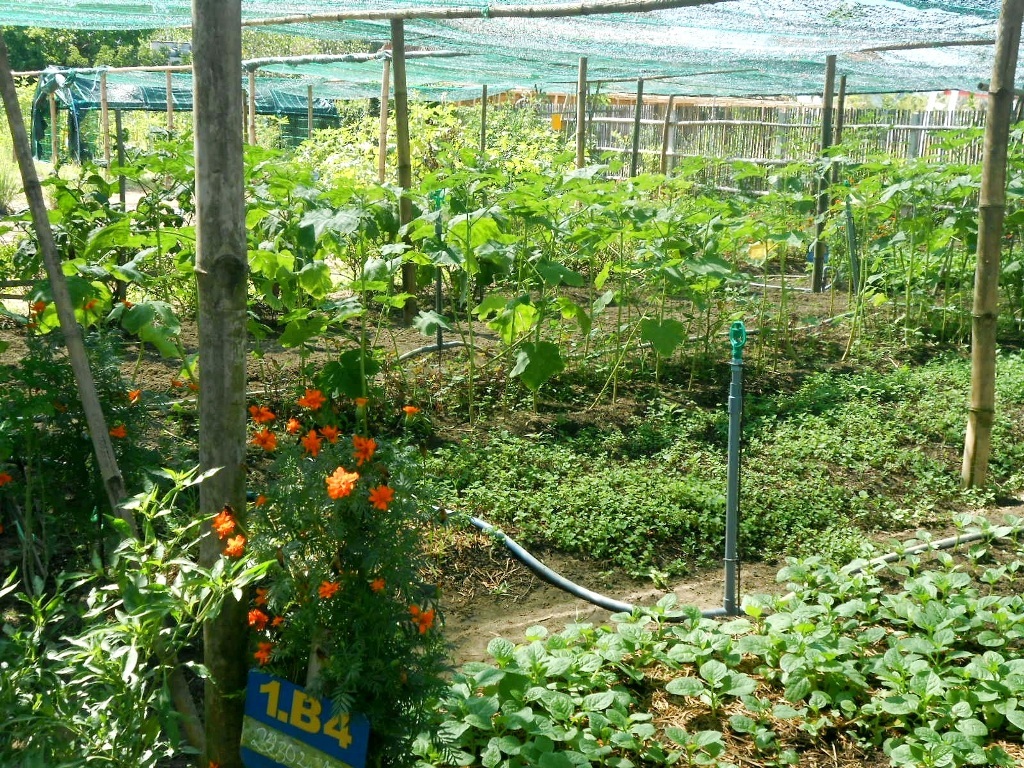 
Người dân trồng thêm nhiều cây cúc vạn thọ để góp phần xua đuổi các loại sâu bọ hại cây
