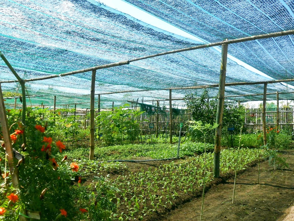 Sử dụng màn lưới để bảo vệ cây, đảm bảo chất lượng vệ sinh