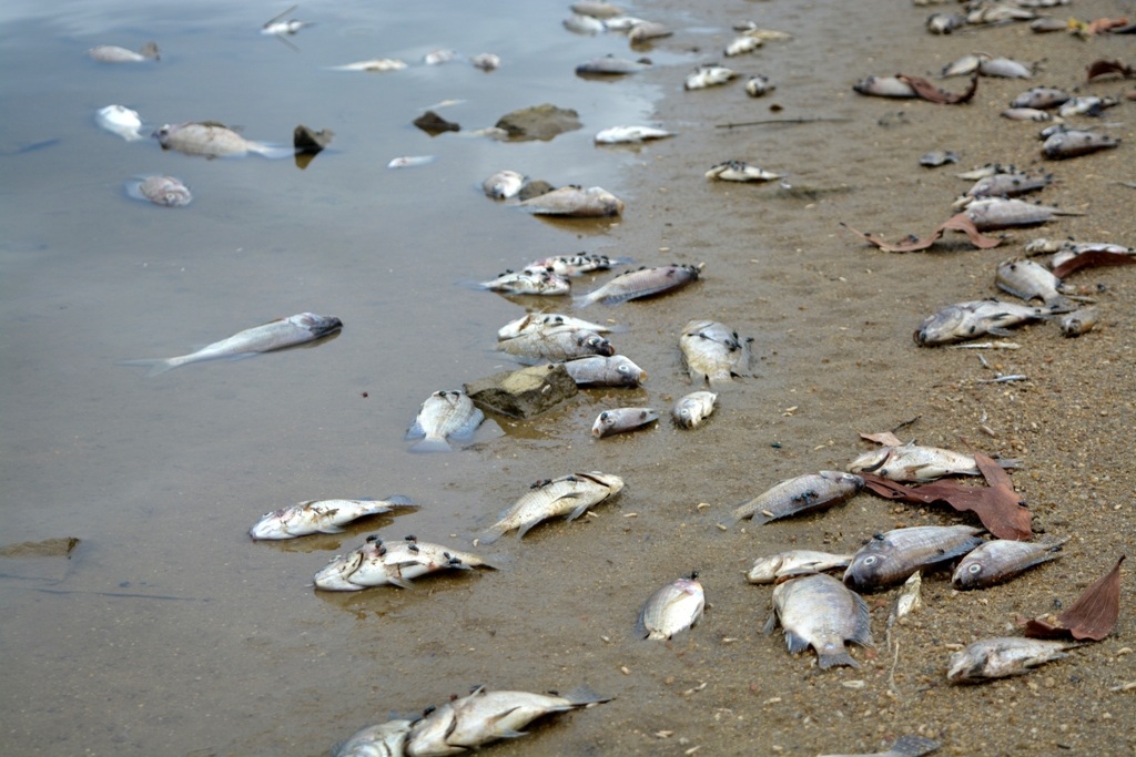 
Cá rô phi chết nằm trên bờ hồ Phước Hà đang phân hủy bốc mùi
