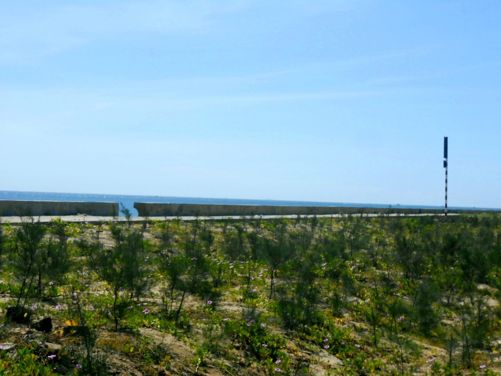 Vận động hội viên tự nguyện trồng dương liễu chắn gió