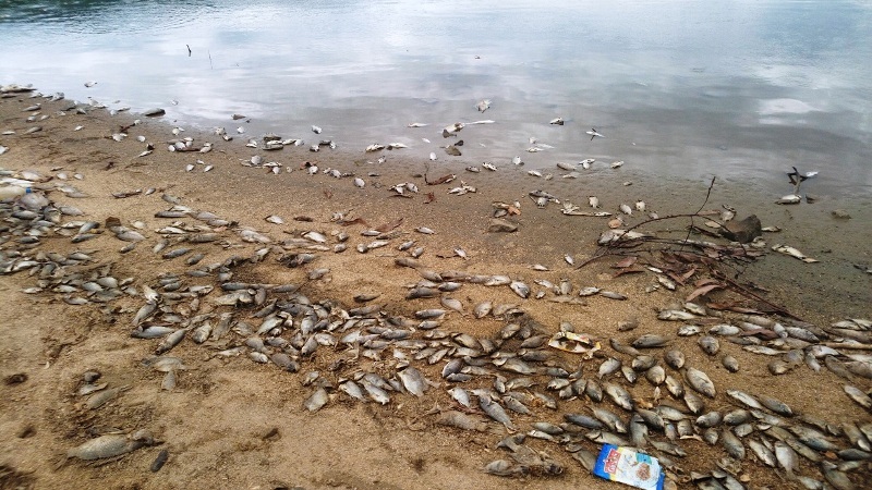 Cá chết dạt vào bờ hồ Phước Hà
