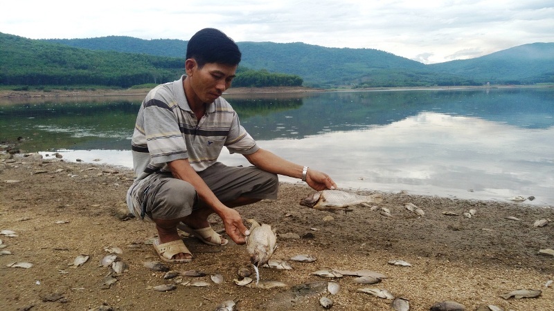 Anh Duyên cầm những con cá nặng khoảng 0,5kg bị chết