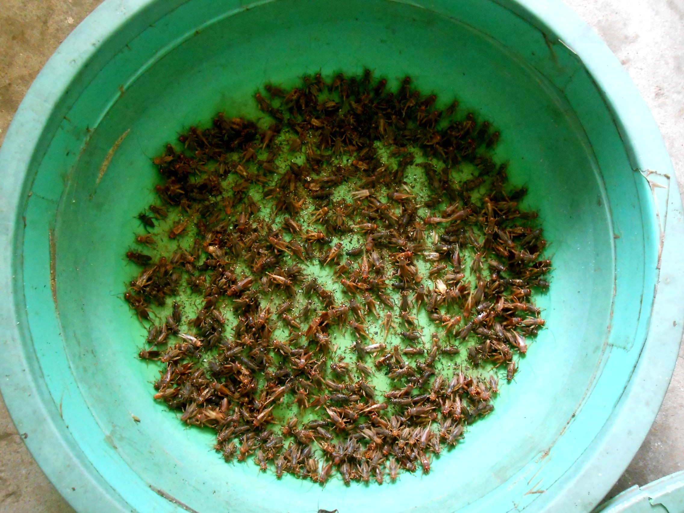 Nhờ kiên trì, ham học hỏi và nhạy bén trong áp dụng kỹ thuật, ông Hưng đã thành công với mô hình nuôi dế của mình