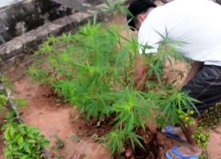 Phát hiện đối tượng trồng hàng chục cây cần sa trong vườn - 1 Cơ quan chức năng đã tiến hành lập biên bản và tịch thu tang vật vi phạm