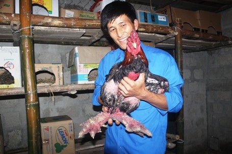 
Sau 2 năm, anh Quý đã gây dựng được gần 100 con gà Đông Tảo giống và gà bán thịt
