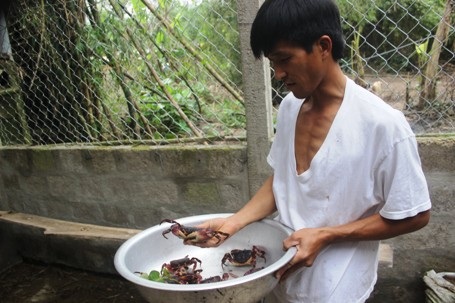 
Cua đá Lý Sơn, Phú Quốc cũng đang được anh nhân giống ở trang trại của mình
