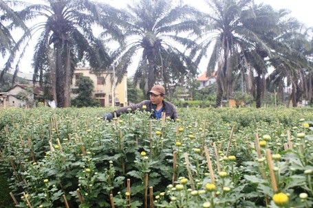 Nhiều hộ trồng hoa đang khẩn trương tỉa cành, kích thích để hoa nở kịp Tết