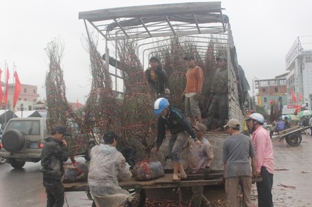 Nhiều phương tiện chở hoa cấp tập đổ về TP Đông Hà