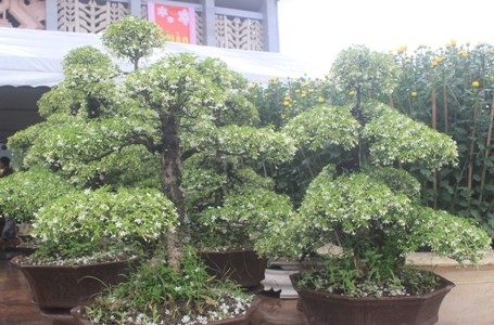 Mai chiếu thủy có dáng thế đẹp cũng lần đầu xuất hiện tại thị trường hoa Tết