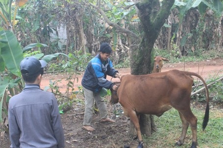 Khi xuất hiện dịch bệnh, gia đình anh Bình phải nhốt gia súc lại để tiêm phòng