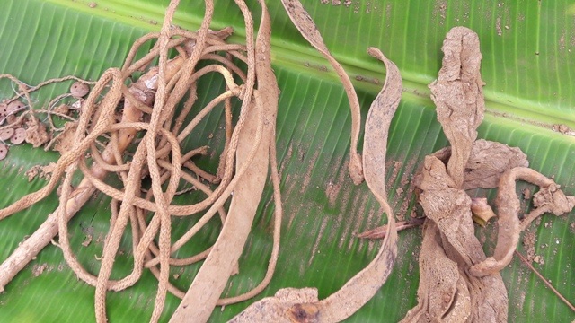 
Các di vật được phát hiện đi kèm hài cốt
