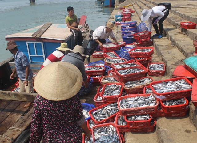 Sản phẩm đánh bắt của ngư dân được tạo điều kiện cấp giấy chứng nhận trước khi xuất bán