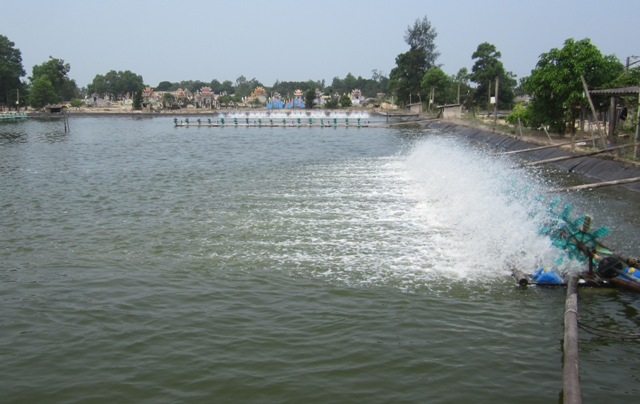 Đây là thời điểm nắng hạn, mực nước trong hồ nuôi xuống thấp nên rất cần nước để tôm phát triển