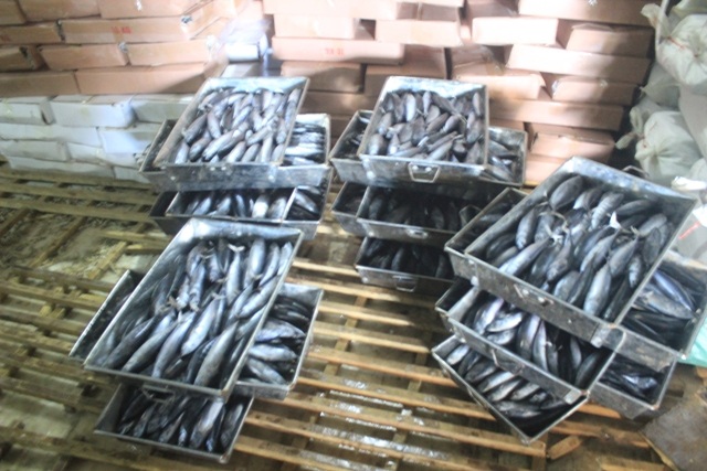 
Số cá nục được cho là chứa chất cực độc
