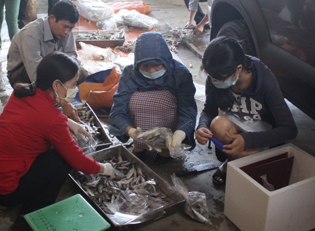 Đoàn kiểm tra phân nhỏ lô cá và lấy mẫu đi kiểm nghiệm