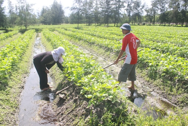 Xã Triệu Vân hiện đã canh tác khoảng 70 ha đậu đen trên diện tích lúa một vụ
