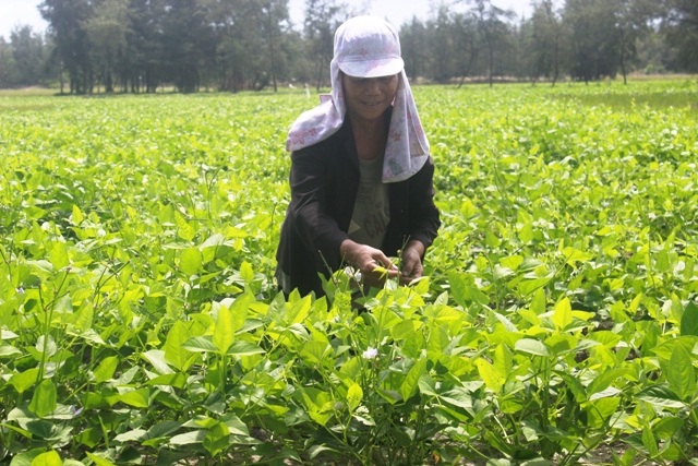 Bà Khưởng đã mạnh dạn chuyển đổi sang trồng đậu đen để tăng năng suất khi không hoạt động được nghề biển thời điểm này