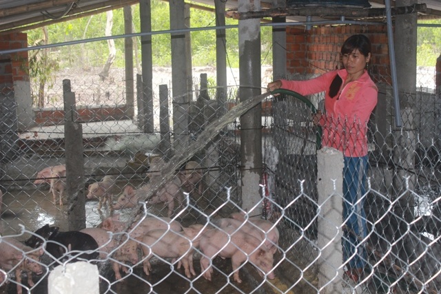 Không thể đi biển khai thác thủy sản, gia đình chị Nguyễn Thị Gấm vừa đầu tư xây chuồng trại nuôi lợn