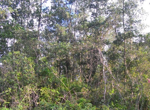 Việc nhiều người bị trâu tấn công làm người dân hết sức hoang mang