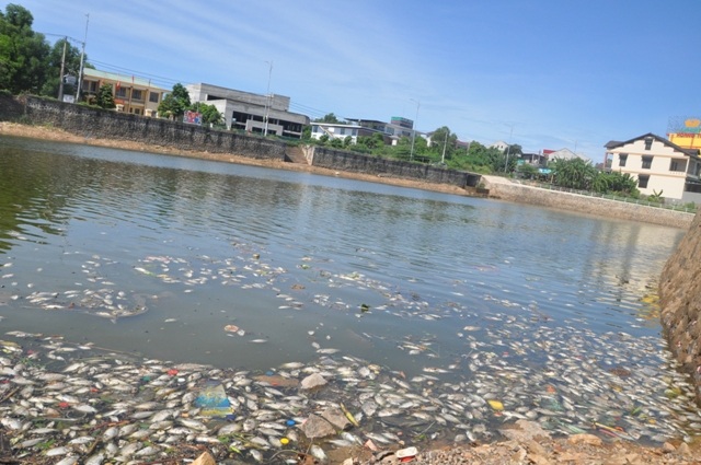 Cá vẫn chết dày đặc trong lòng hồ Đại An