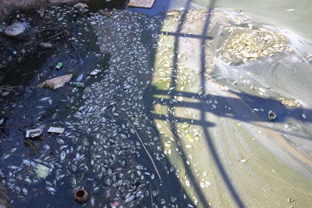 Hiện tượng cá chết hàng loạt khiến hồ Đại An bị ô nhiễm nghiêm trọng