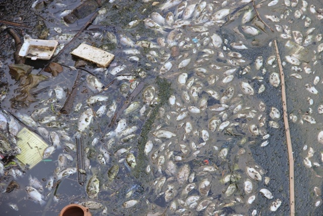 Cá chết và bốc mùi hôi thối khiến người dân phải nín thở chịu trận