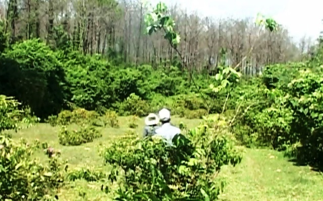 Thuê 4 thợ săn đặt bẫy bắt sống đàn trâu hoang hung dữ - 2 Khu vực rừng được cho là nơi đàn trâu xuất hiện