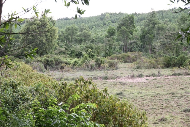 Khu đồi đàn trâu thường hay đến tìm kiếm thức ăn