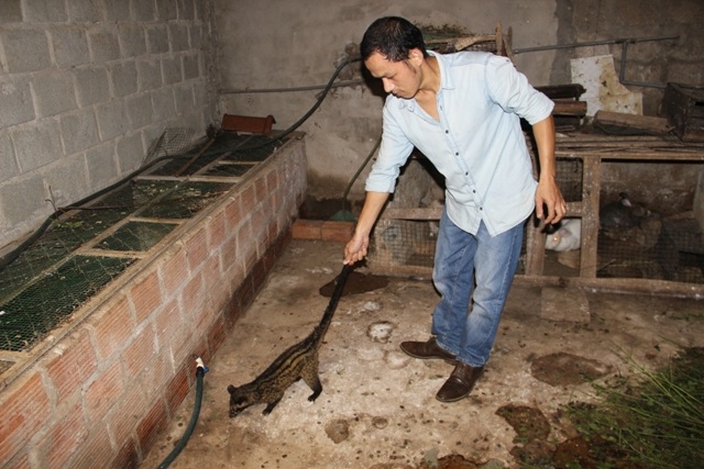 
Chồn hương là loại vật nuôi có giá trị kinh tế cao được anh thuần dưỡng thành công
