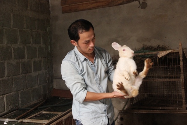 
Anh Phương đang nuôi hàng chục con Thỏ theo hình thức thả vườn
