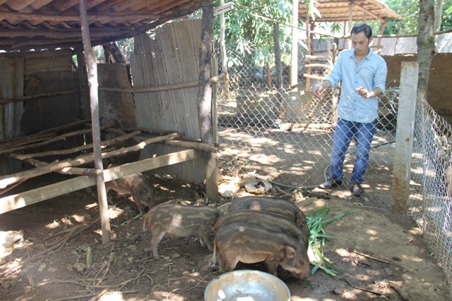 
Hiện Phương cũng nuôi gần chục con lợn rừng trong vườn nhà
