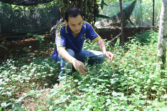 
Giống cà gai leo là một loại cây mới đang được người dân địa phương trồng đại trà 

