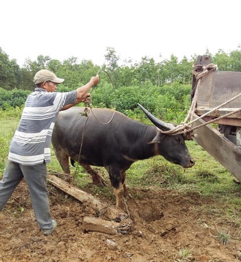Thêm trâu hoang sa bẫy, nhóm thợ săn quyết “thu phục” bảy con còn lại - 2 Các thợ săn khống chế, đưa trâu lên xe để di chuyển về trung tâm xã