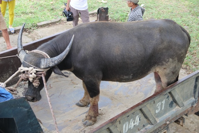 
Phải mất gần 1 giờ mọi người mới di chuyển được con trâu này về Uỷ ban xã

