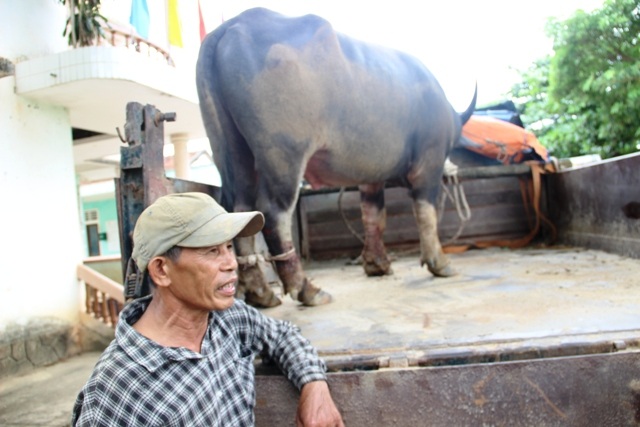 Ông Minh cho rằng, những con trâu này đã từng bị bẫy nên rất hung dữ