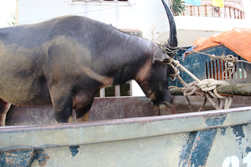 Con trâu bị buộc chặt để tránh bị sổng ra ngoài