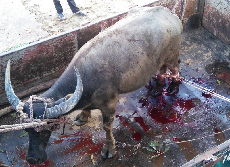 Hai chân của con trâu bị dinh bẫy nên ra rất nhiều máu