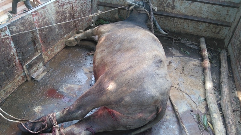 Con trâu bị kiệt sức sau quá trình giãy giụa thoát khỏi bẫy thợ săn