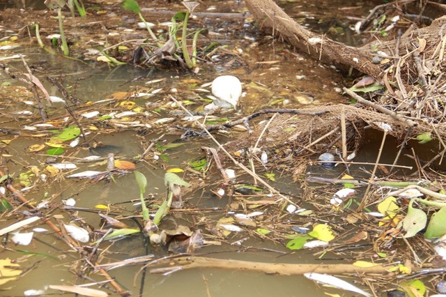 Cá chết hàng loạt trên sông Sa Lung, đoạn chảy qua xã Vĩnh Long, huyện Vĩnh Linh