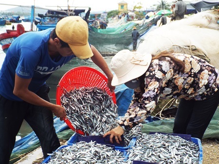 Ngư dân Nam Trung Bộ trúng đậm mùa cá cơm - 1