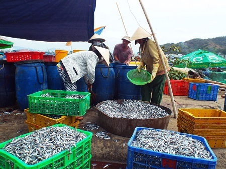 Cá cơm được chuyển lên cảng Hòn Rớ, Nha Trang sáng 13/9