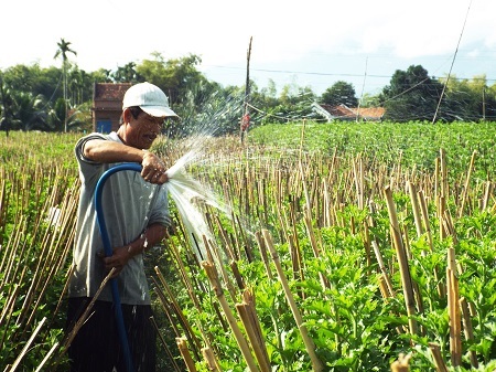 
Người trồng hoa ở phường Ninh Giang (thị xã Ninh Hòa), vựa hoa lớn nhất xứ trầm Khánh Hòa đang hối hả chăm bón chuẩn bị cho hoa nở đúng dịp Tết
