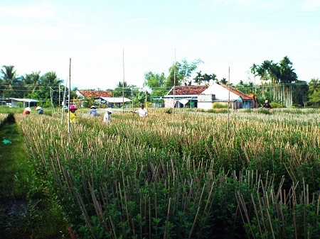 Hoa cúc cho người dân nơi đây thu nhập hàng trăm triệu đồng/hộ vào dịp Tết
