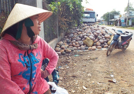 
Nỗi buồn trên khuôn mặt người trồng bí ở Ninh Sơn. Nhiều hộ dân cho biết, Tết này coi như trắng tay...!
