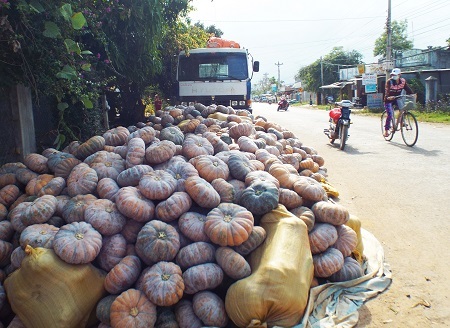 Bí được đổ đầy đường... nhưng không có thương lái đến thu mua đang là câu chuyện trớ trêu ở vùng này