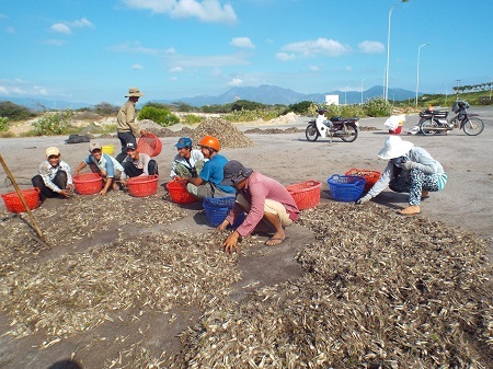 
Người dân phơi kiệu trước khi đóng bao cung ứng cho thị trường Tết Nguyên đán
