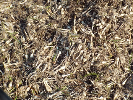 Người dân cho biết, nắng hạn, ít mưa khiến kiệu teo tóp