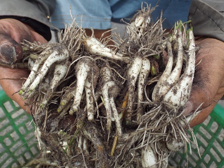 
Sau khi thu hoạch, người dân phải chở vào TP.HCM tiêu thụ nên rất tốn kém
